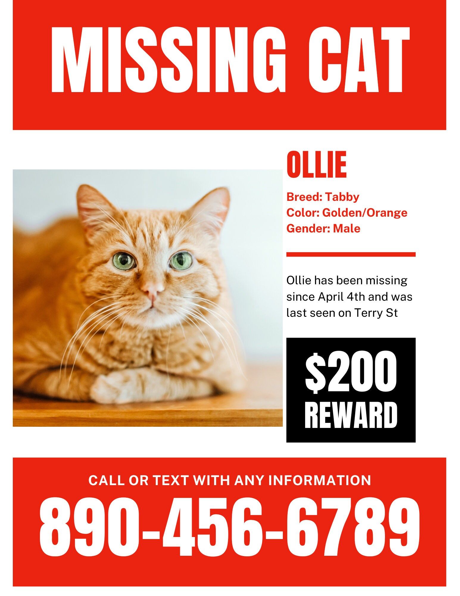 Missing Cat Poster Example Missing Cat Poster Example